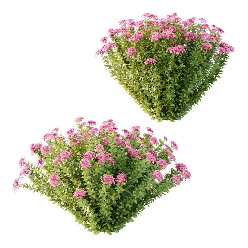 Spirea Japonica Bush 08 - Image 2