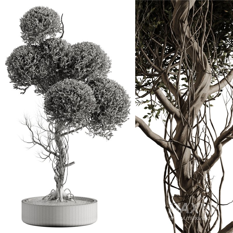 Indoor plant 076 - Image 7