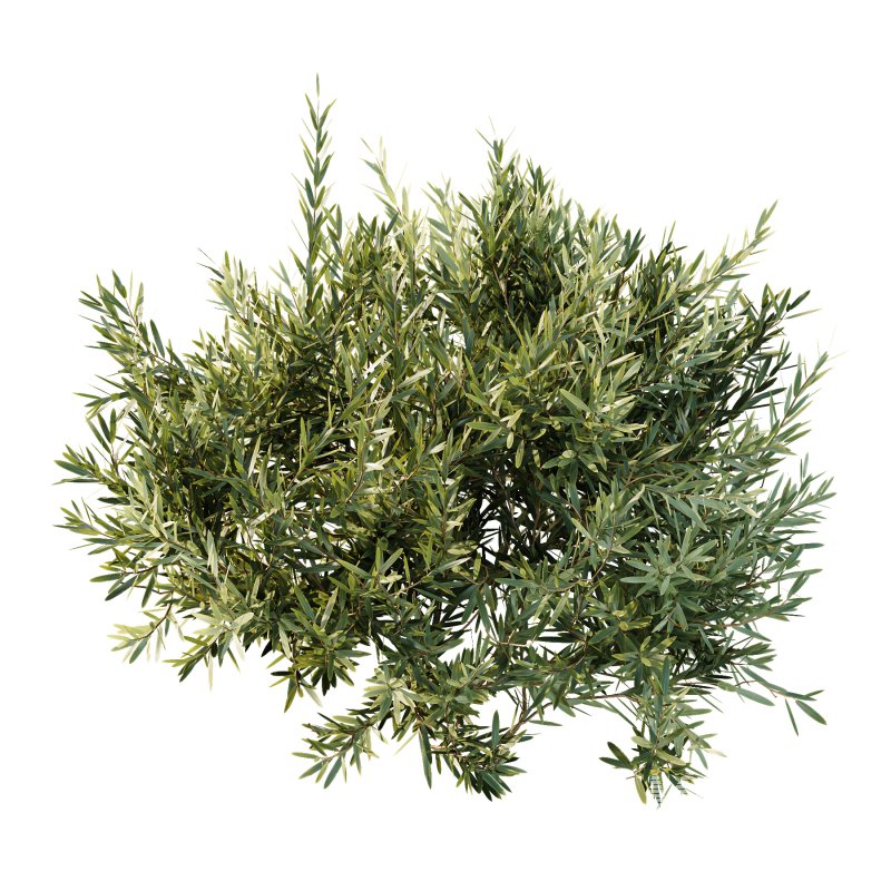 ntal olive shrubs, designed for realistic garden visualization and architectural landscaping. - Image 1