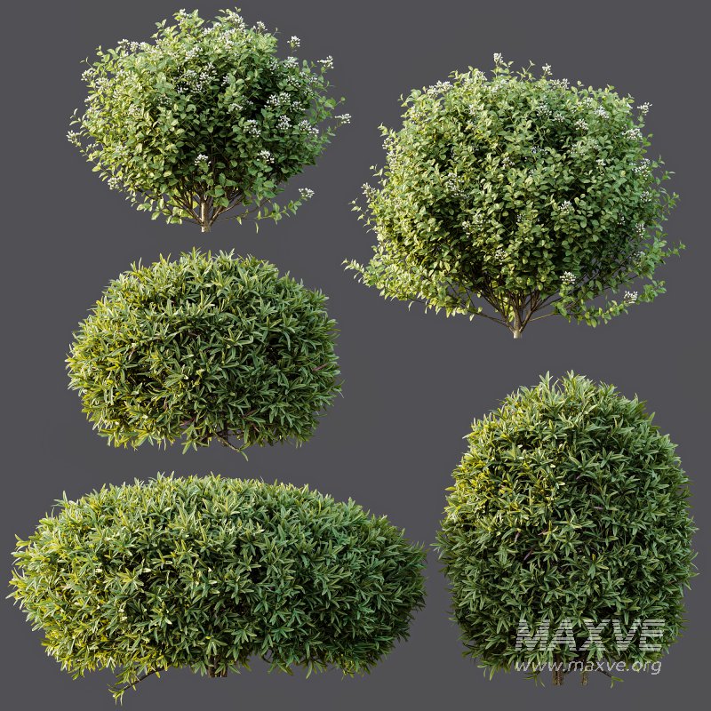 ntal shrubs, carefully crafted for high-quality landscape and architectural visualization. - Image 8