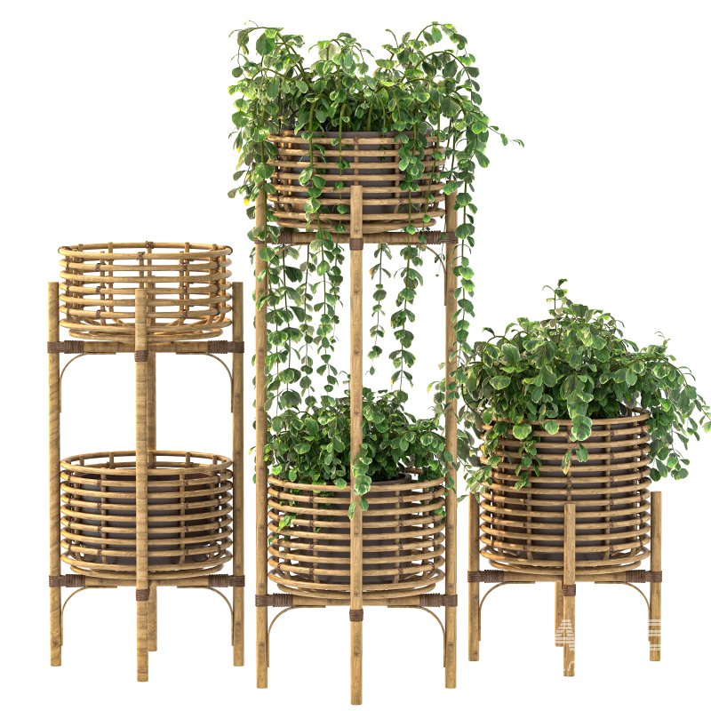 Wicker Magic Plant - Image 5