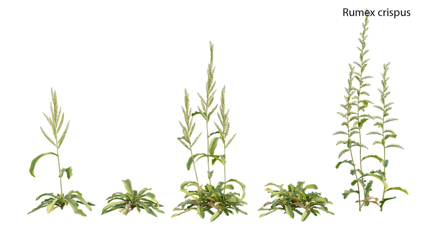 Collection 18 – Chinese garden - Image 36