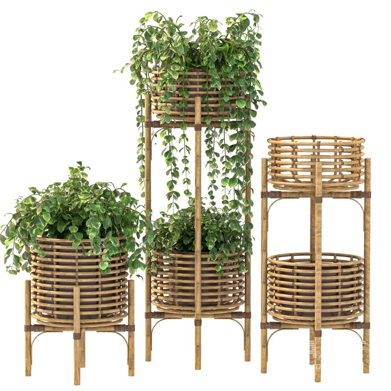 Wicker Magic Plant - Image 6