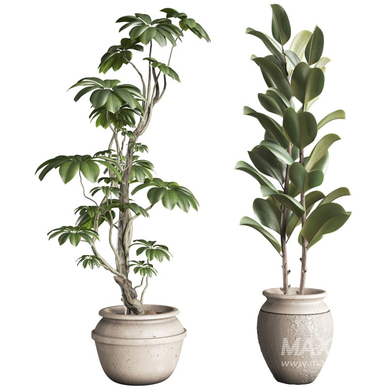 Bonsai Schefflera Tree and Jungle Ficus Rubber Fig Leaf 448 - Image 4