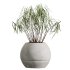 AV Indoor Plants Set 371 Japandi Decorative and Mandarin Citrus and Ficus microcarpa and Ficus Elastica - Thumbnail 5