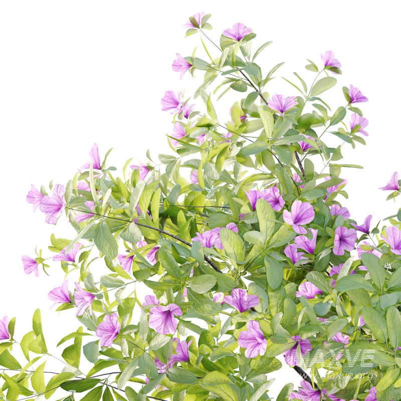 Leucophyllum frutescens Bush 07 - Image 7