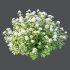 hydrangea arborescens Bush 07 - Thumbnail 2