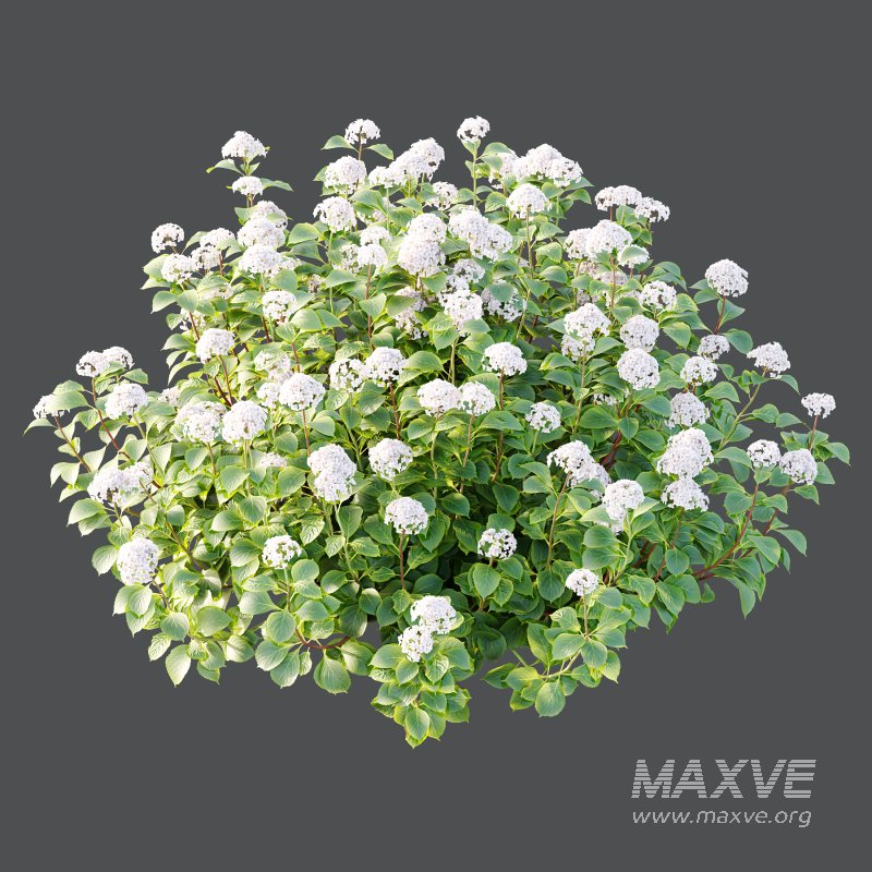 hydrangea arborescens Bush 07 - Image 2