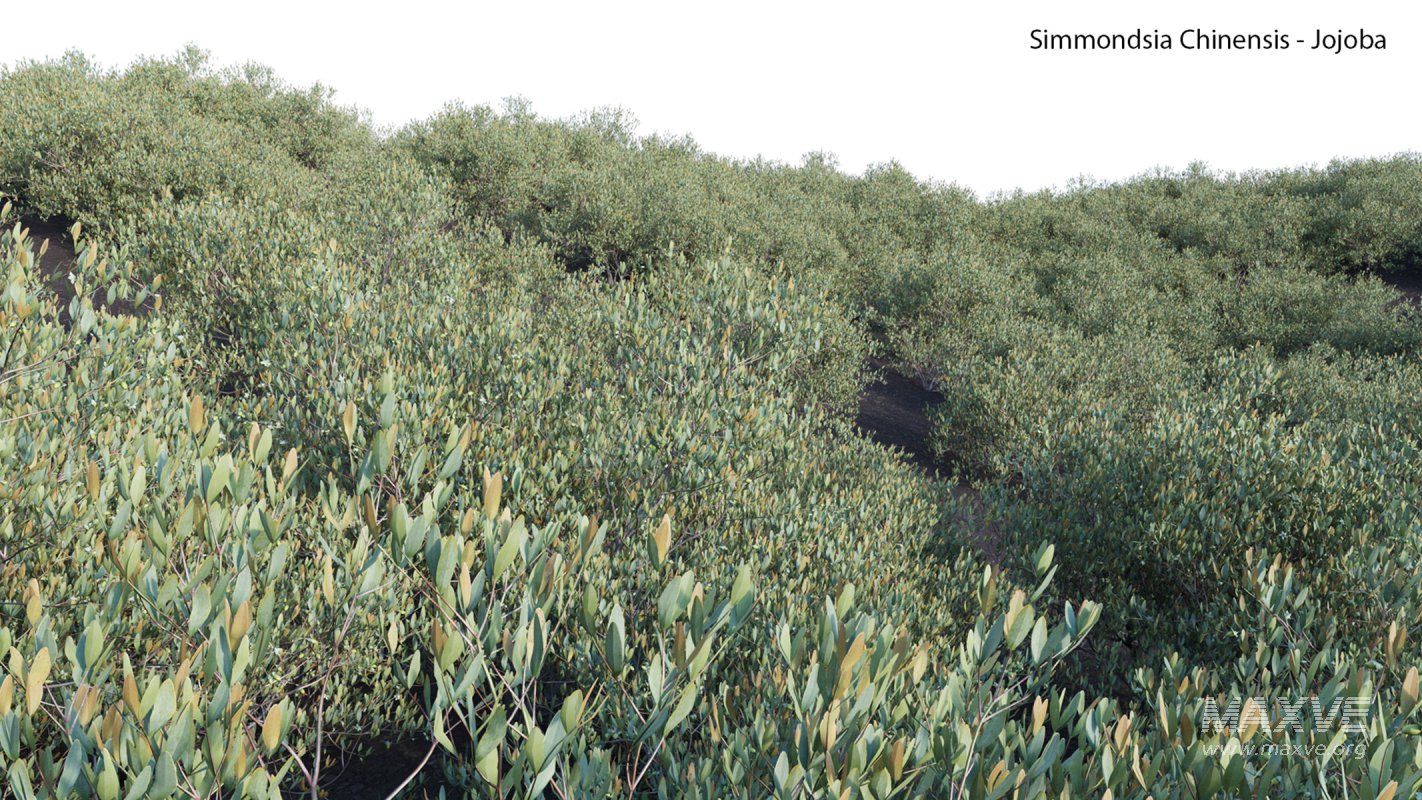 Collection 23 – Mexican Plants - Image 13