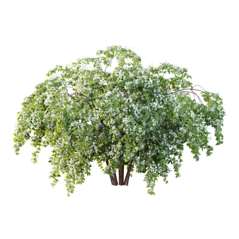 Philadelphia Bush 05 - Image 1