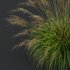 ntal grasses, designed for photorealistic landscape visualizations. - Thumbnail 1