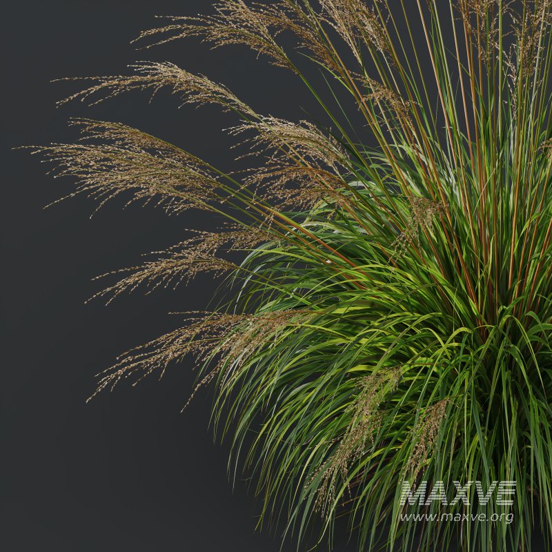 ntal grasses, designed for photorealistic landscape visualizations. - Image 1