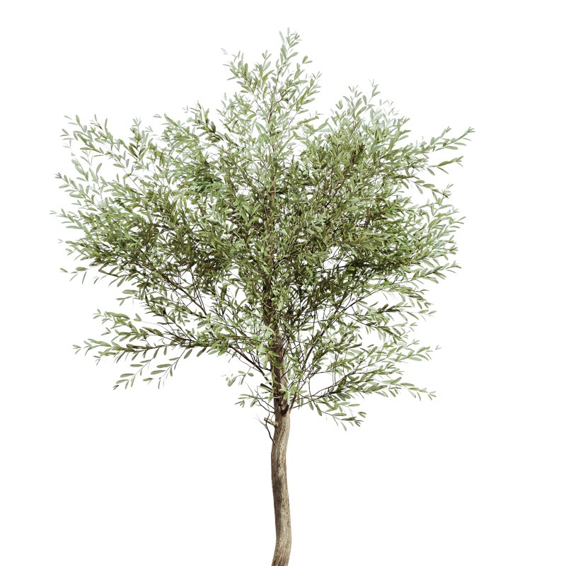 AV Indoor Plants Set 391 Olive and Banana and Spineless Yucca and Ficus Elastica - Image 5