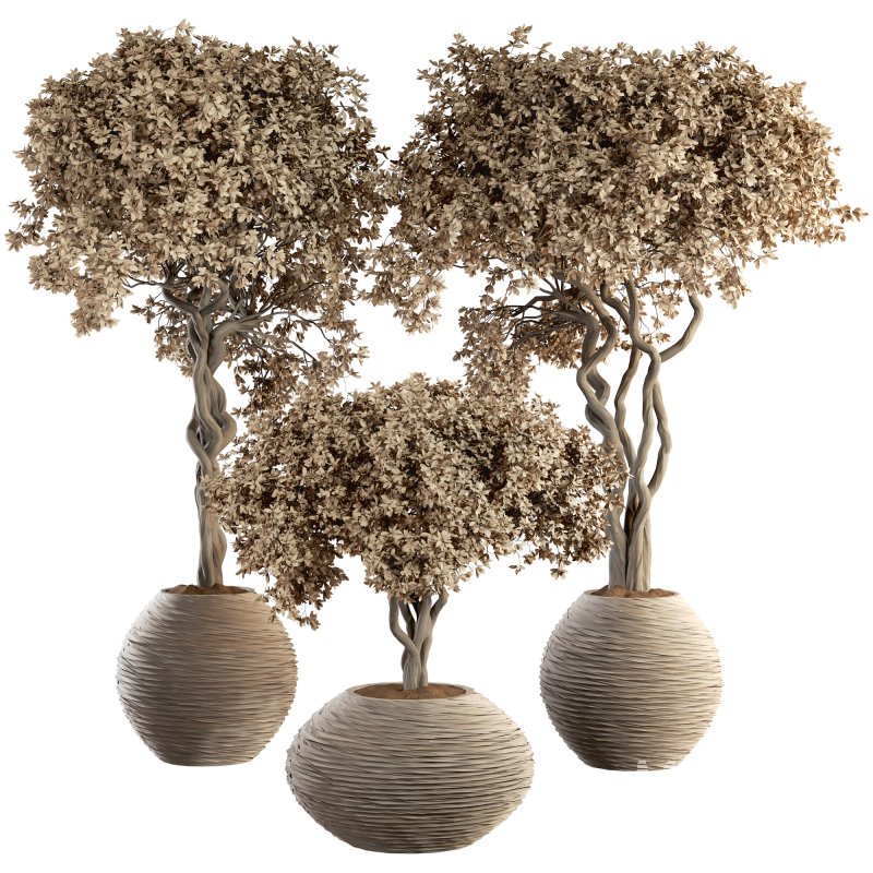 Indoor Plant Set 030 - Image 1