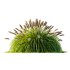 ntal fountain grass, designed for realistic exterior and landscape visualizations. - Thumbnail 5
