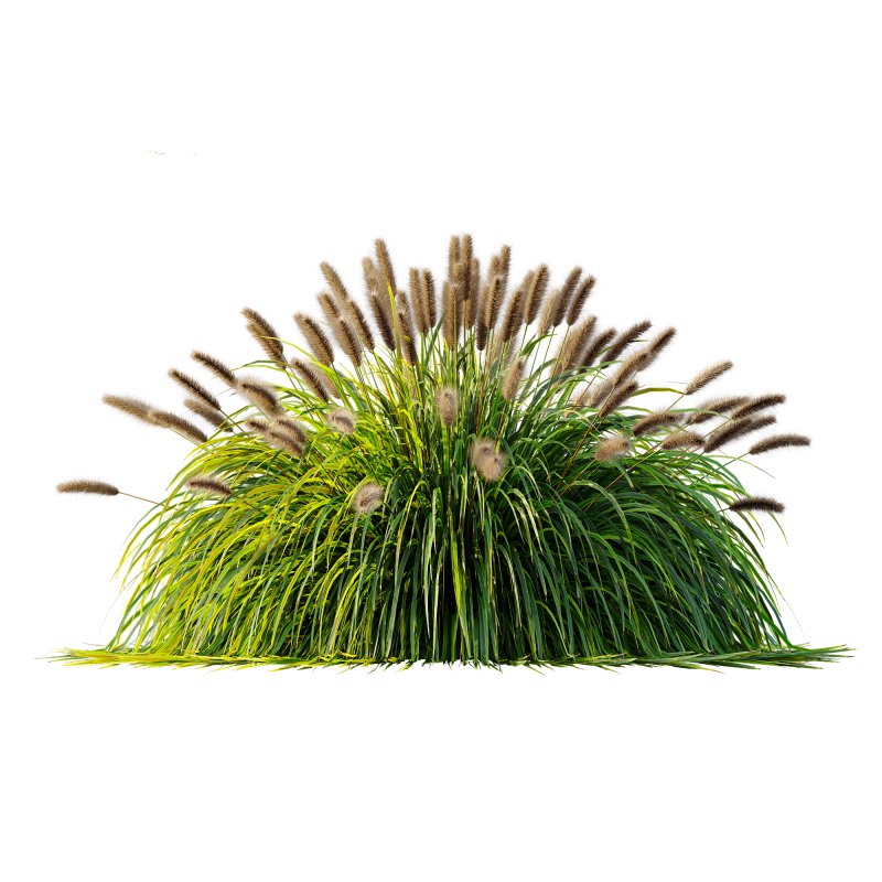 ntal fountain grass, designed for realistic exterior and landscape visualizations. - Image 5