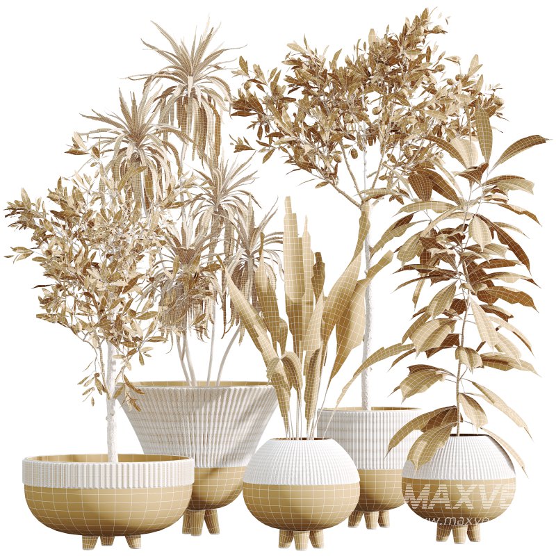 AV Indoor Plants Set 357 Olive Tree and Aspidistra Elatior and Ficus Cyathistipula and Dracaena Lemon - Image 5