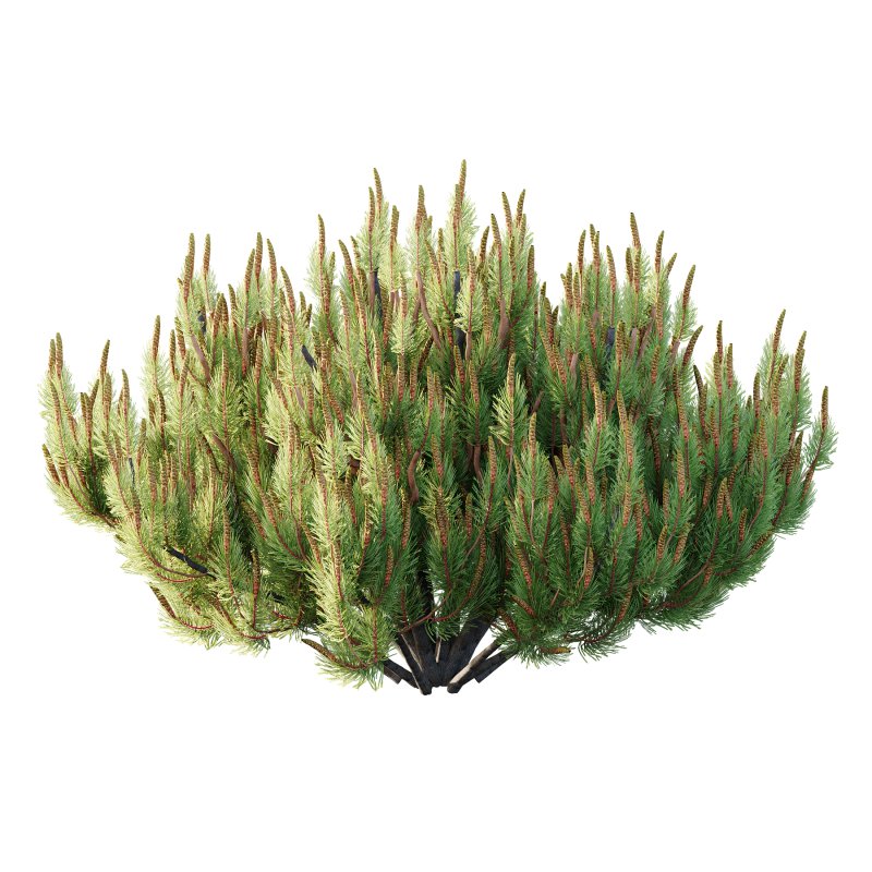 Pinus Mugo plant 07 - Image 5