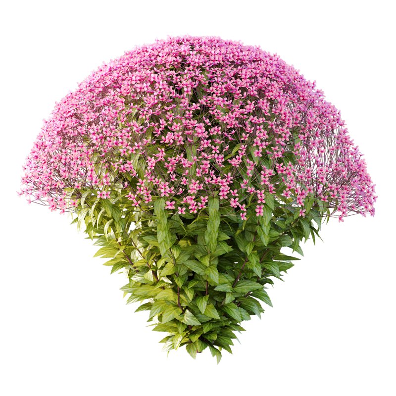 Spirea Japonica Bush 07 - Image 1