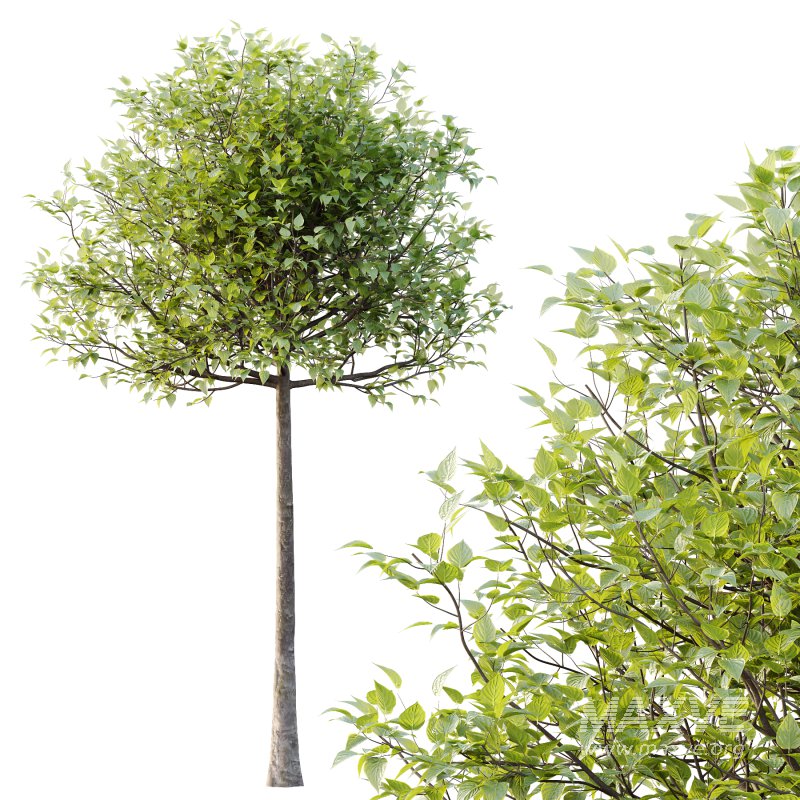 Lilac Syringa Vulgaris Tree 02 - Image 3