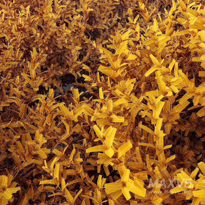 AV Montra Olive Bush and Gray Box Westringia Fruticosa Coastal Rosemary - Image 8