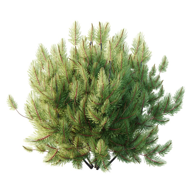 Pinus Mugo plant 01 - Image 5