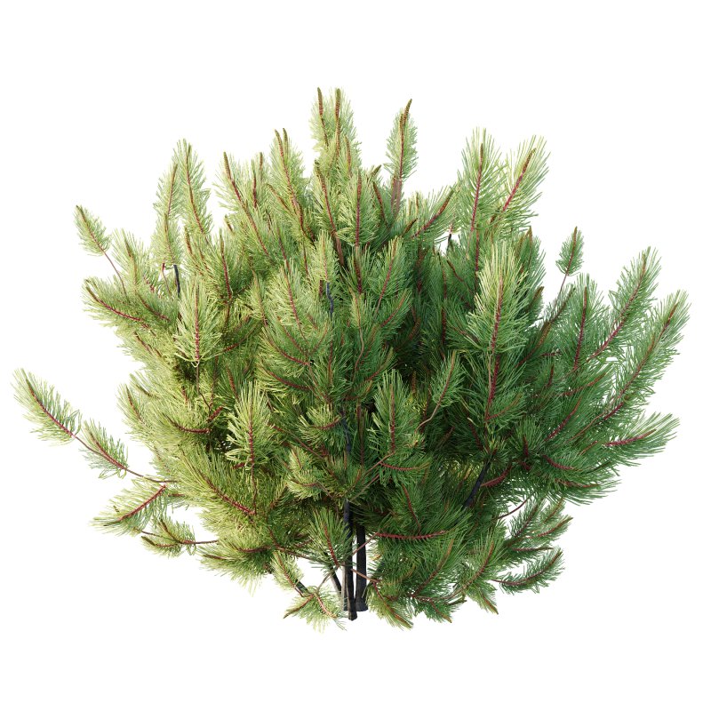 Pinus Mugo plant 01 - Image 4