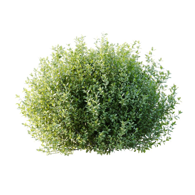 Leucophyllum frutescens Bush 01 - Image 5