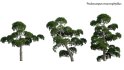 Collection 19 – Japanese garden - Thumbnail 46