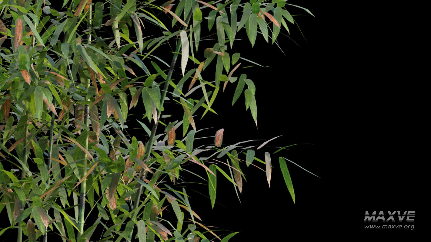 Collection 18 – Chinese garden - Image 8