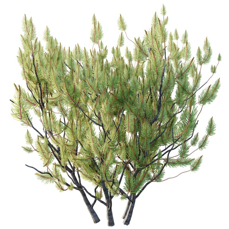 Pinus Mugo plant 04 - Image 3