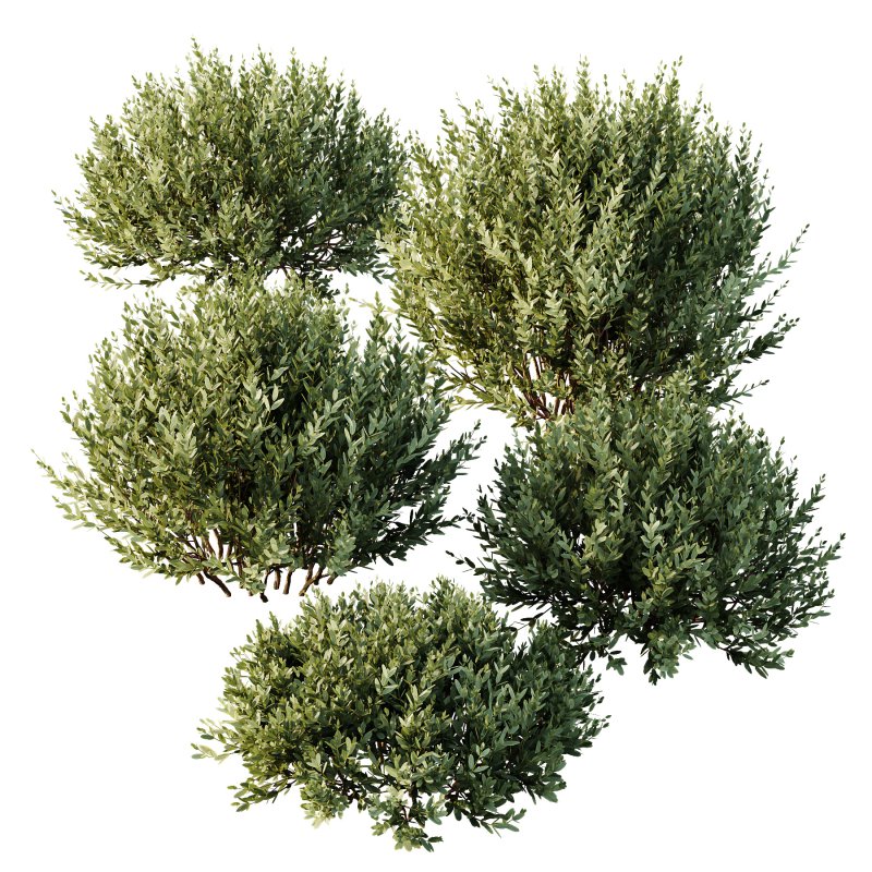 ntal olive shrubs, designed for realistic garden visualization and architectural landscaping. - Image 6