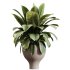 AV Indoor Plants Set 384 Ficus Robusta Abidjan and Ficus Dracaena Marginata - Thumbnail 6
