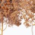 AV Teak Tectona Grandis Tree and Shorea Robusta Sal Tree - Thumbnail 10