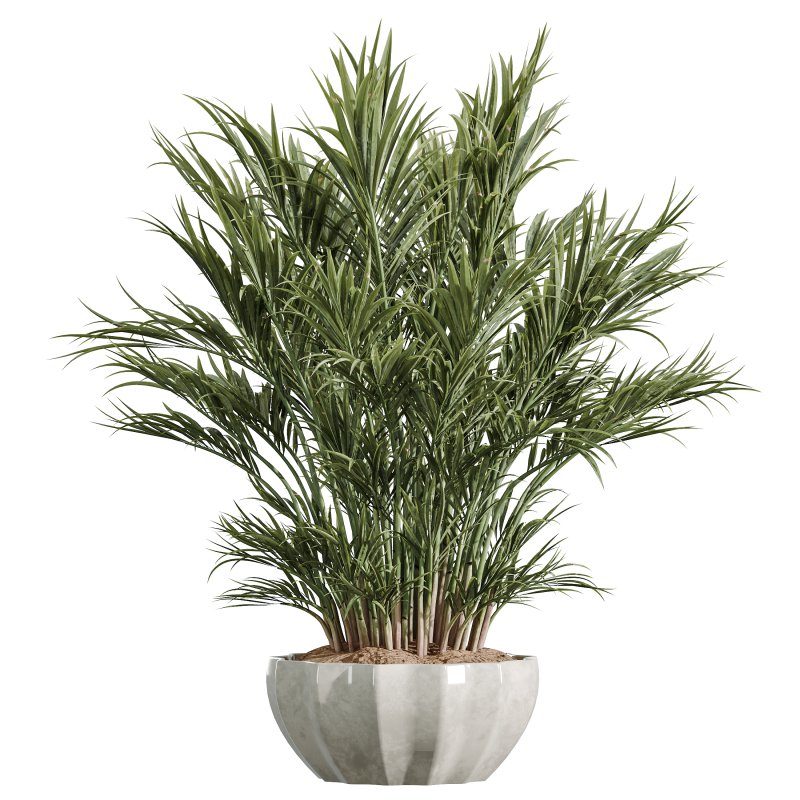 AV Indoor Plants Set 377 Ficus Cyathistipula and Banana Nicolai and Schefflera and Rhapis Excelsa - Image 7