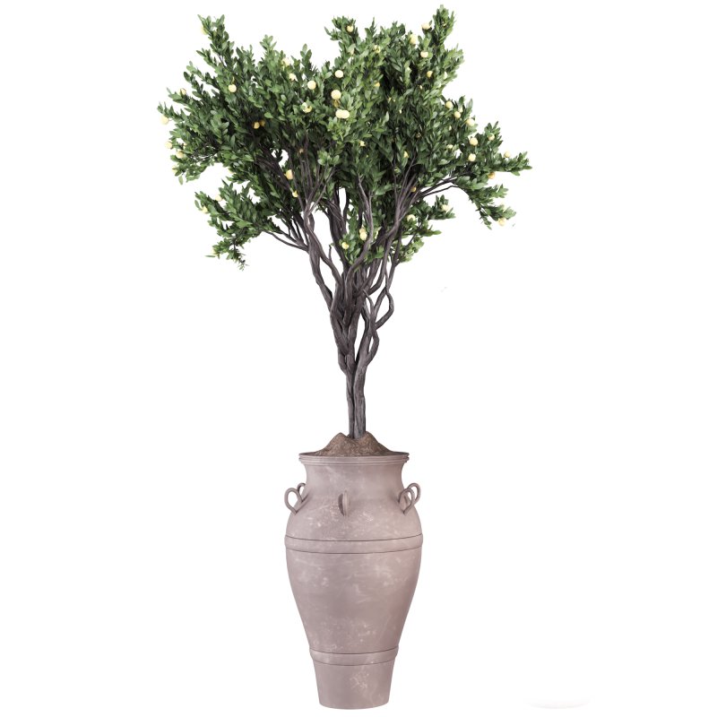 Lemon Tree in Pot Collection 028 - Image 2