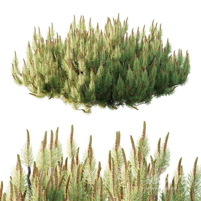 Pinus Mugo plant 06 - Image 5