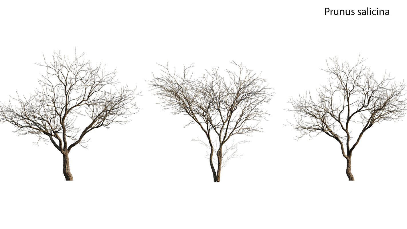 Collection 18 – Chinese garden - Image 31