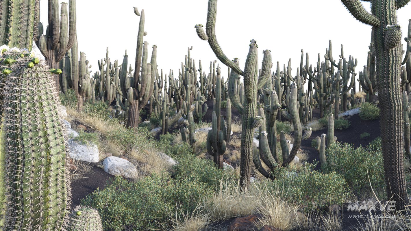 Collection 23 – Mexican Plants - Image 5