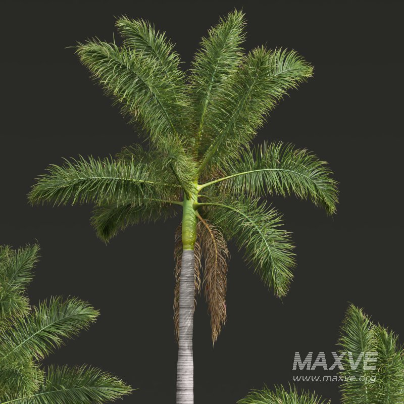 AV Roystonea Regia trees - Image 4