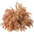 AV Spring bushes Spiraea Cinerea Grefsheim Flowering and Calluna Vulgaris Helena - Thumbnail 6