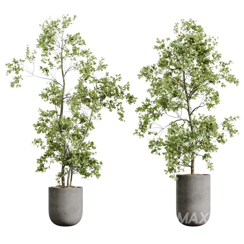 AV Indoor Plants Set 385 Europaea Olive Eucalyptus and Arbequina Olive - Image 4