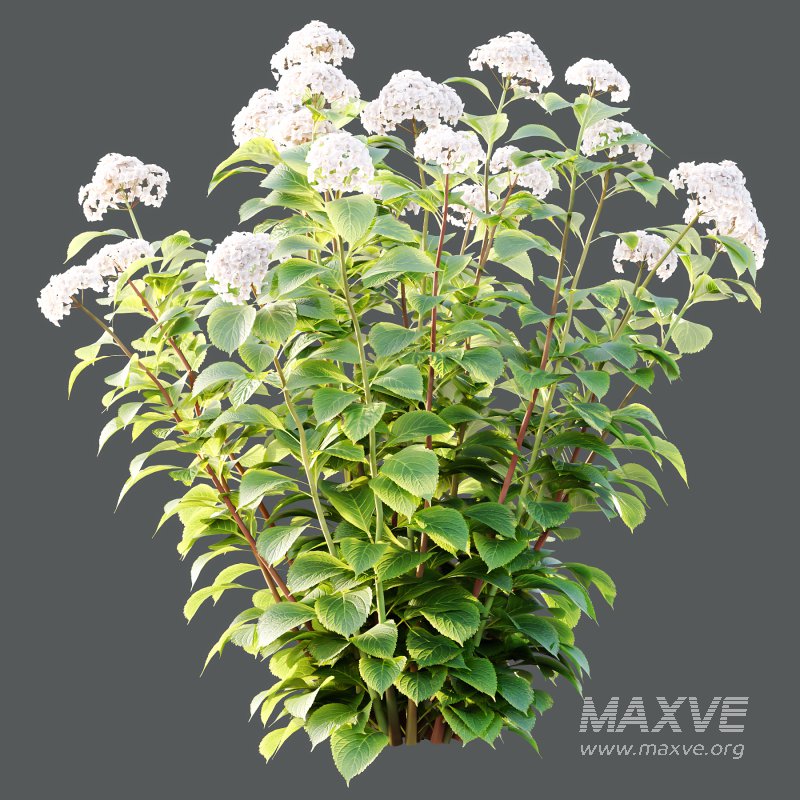 hydrangea arborescens Bush 01 - Image 3