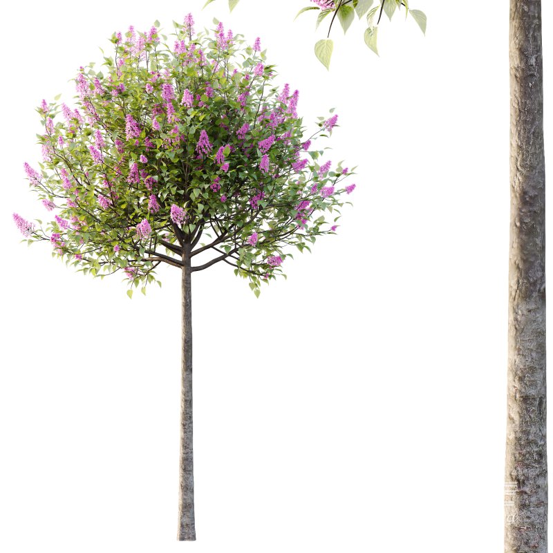 Lilac Syringa Vulgaris Tree 01 - Image 2