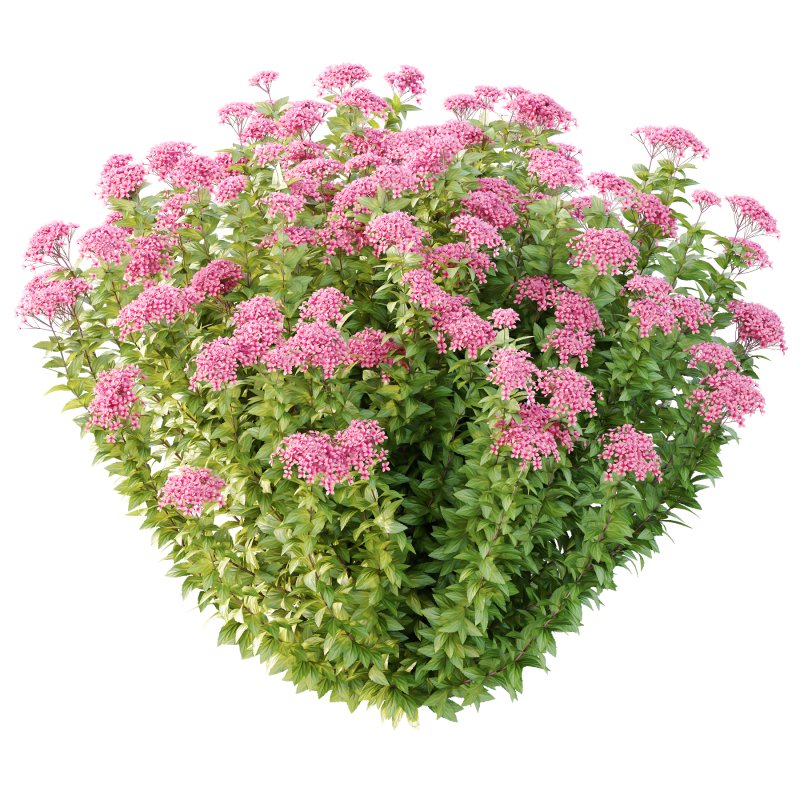 Spirea Japonica Bush 08 - Image 3