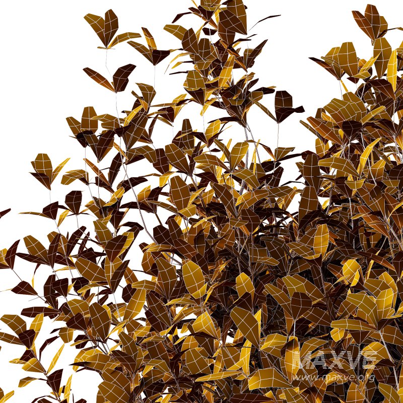 Leucophyllum frutescens Bush 01 - Image 3