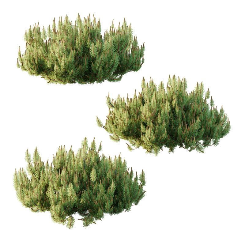 Pinus Mugo plant 03 - Image 1