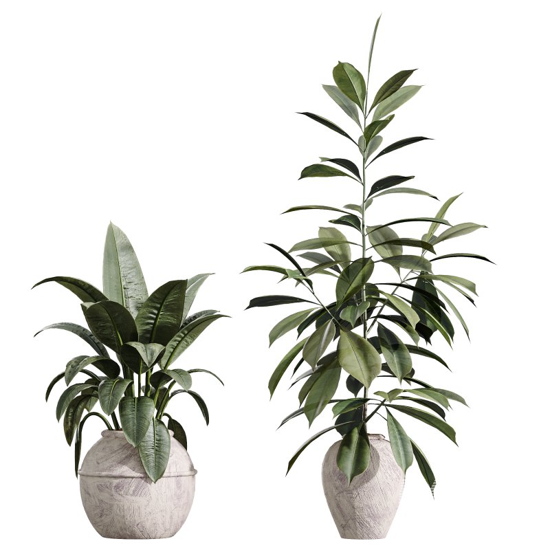 AV Indoor Plants Set 399 Olive and Dracaena Warneckii and Ficus Cyathistipula and Ficus Elastica - Image 2
