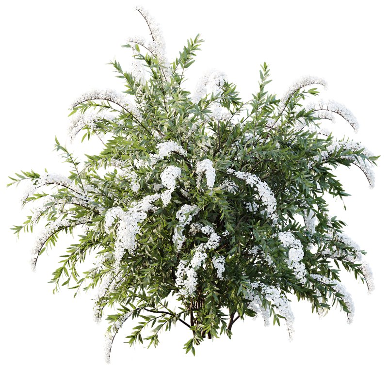 AV Spring bushes Spiraea Cinerea Grefsheim Flowering and Calluna Vulgaris Helena - Image 1