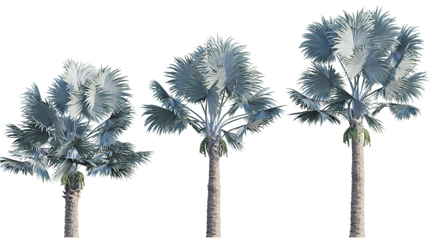 Collection 22 – Australian Plants - Image 34